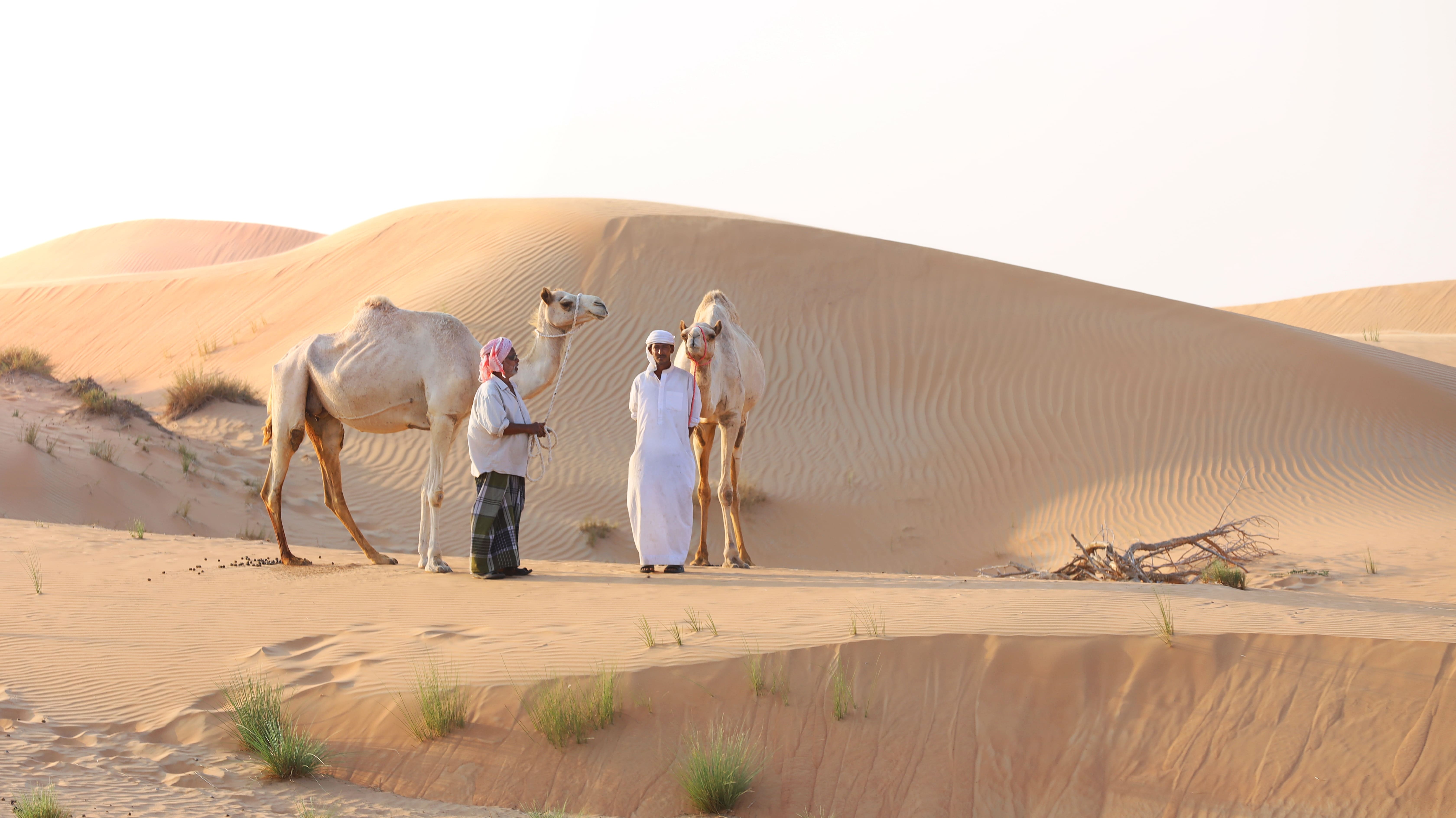 camel safari