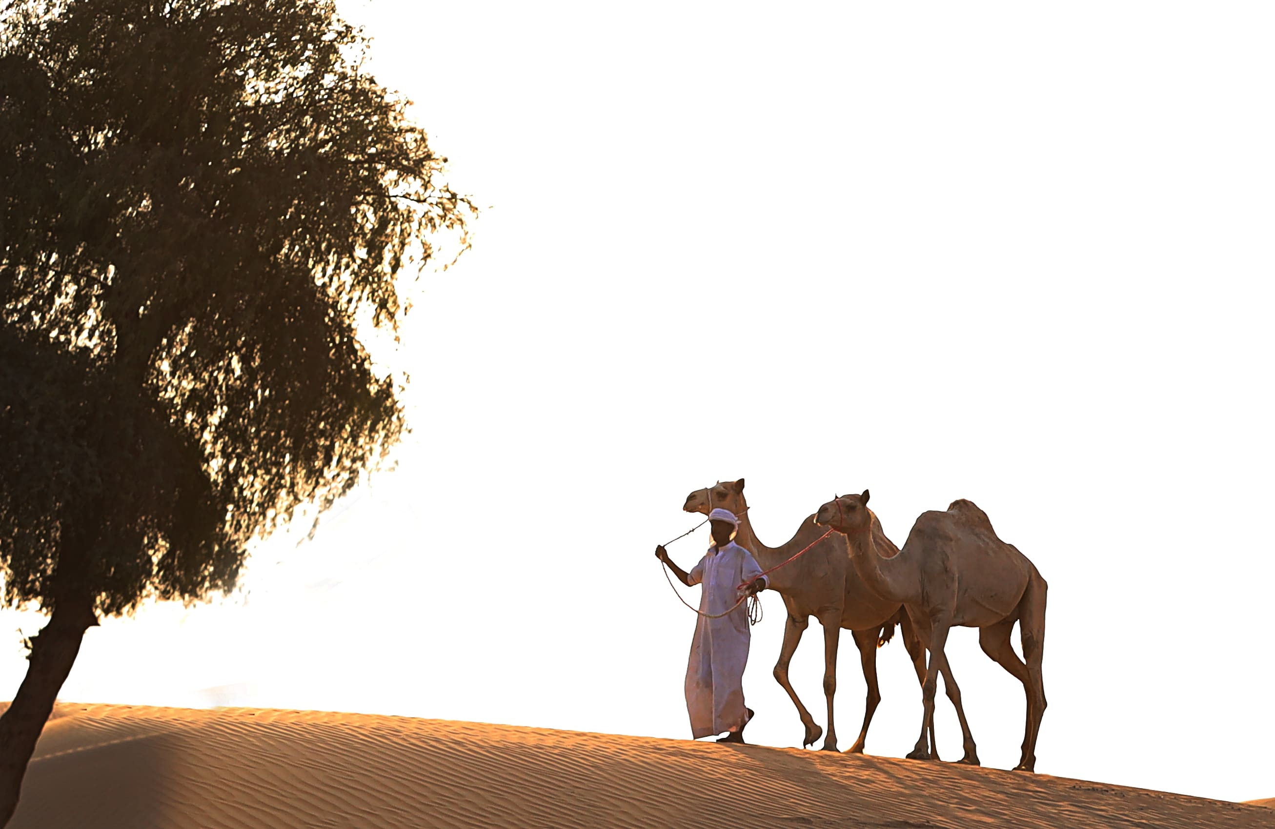 camel tour dubai