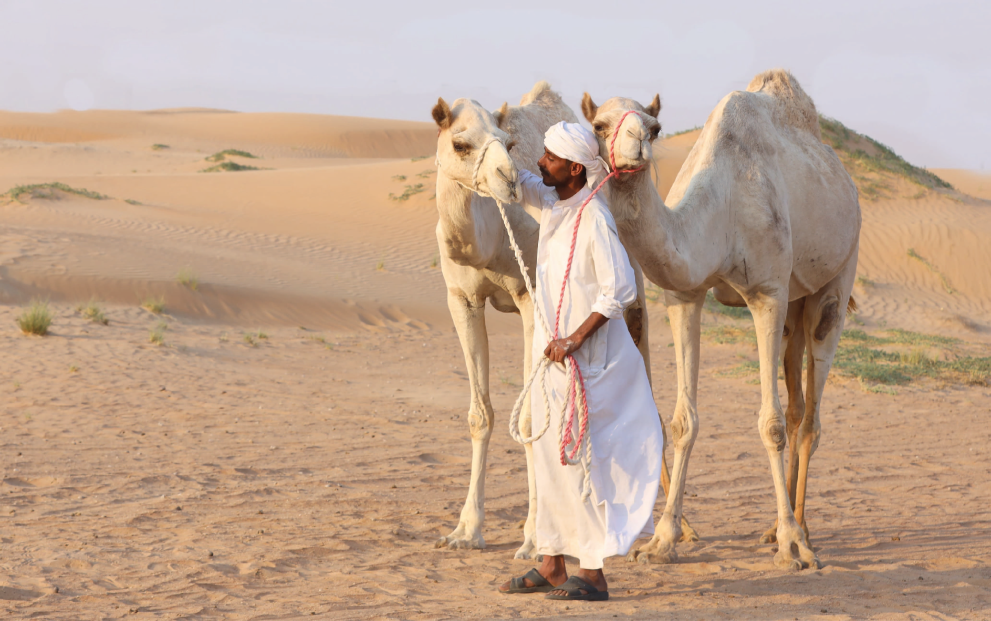Camel Safari 