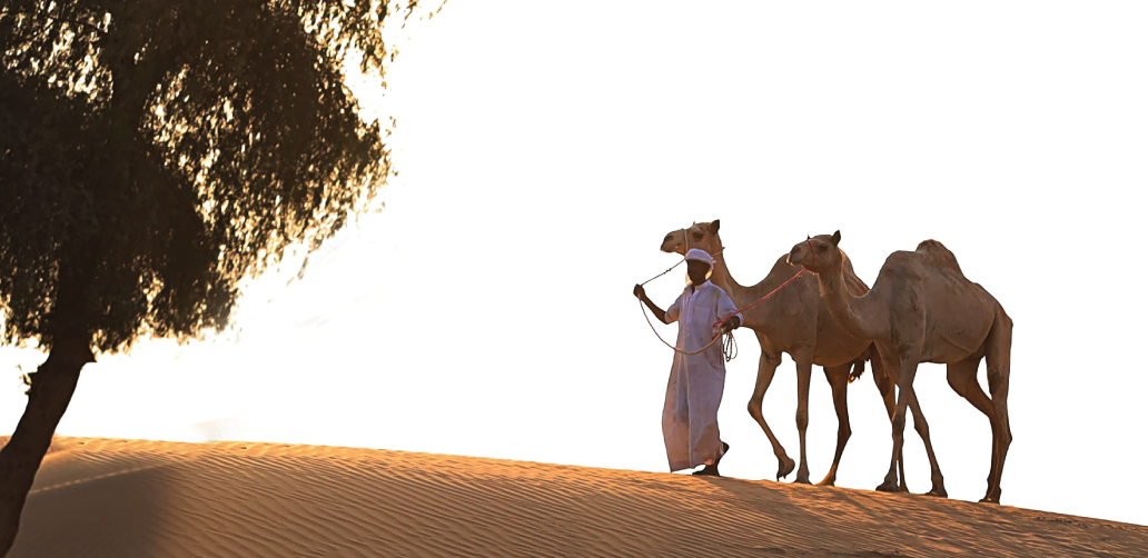 CAMEL SAFARI